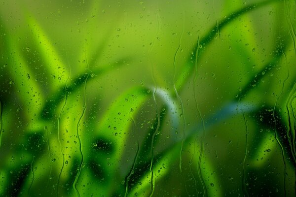 Gros plan de l herbe et les gouttes de pluie sur le verre