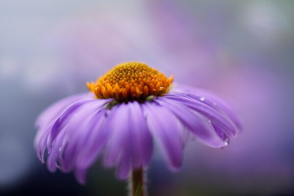 Chrysanthème violet