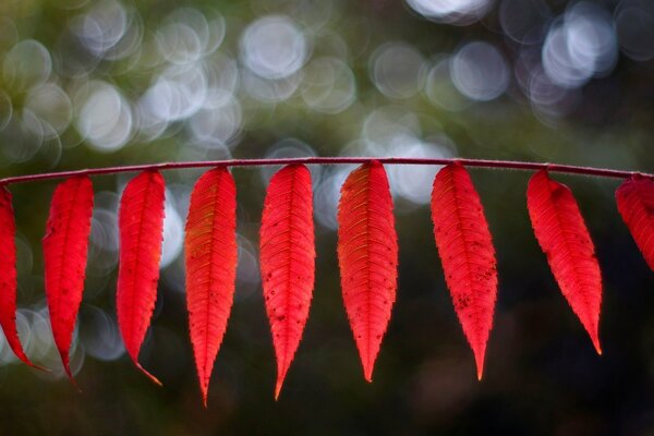 Red leaves on a blurry background