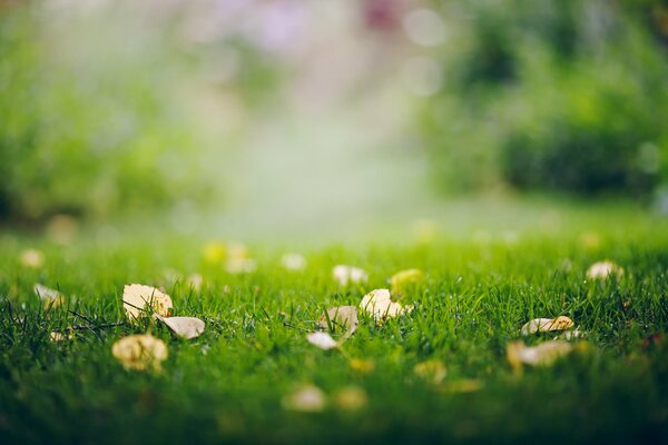 Feuillage d automne sur l herbe verte