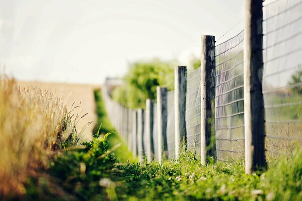 Blumen und Ährchen auf einem verschwommenen Hintergrund in der Nähe von Zaun und Gras