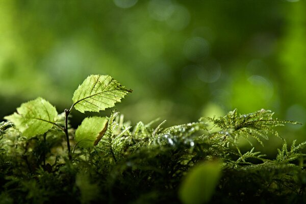 Green grass, beautiful image