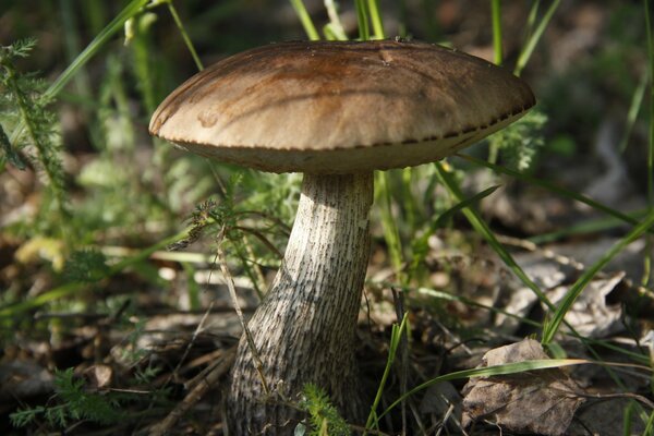 Ein klares Foto des Pilzes. Tapete mit einem Pilz unter einem Baum. Pickel Tapete im Sommer