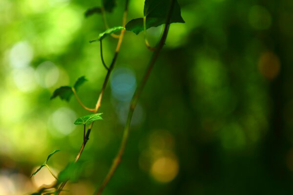 Macro photography of nature, large-format wallpaper