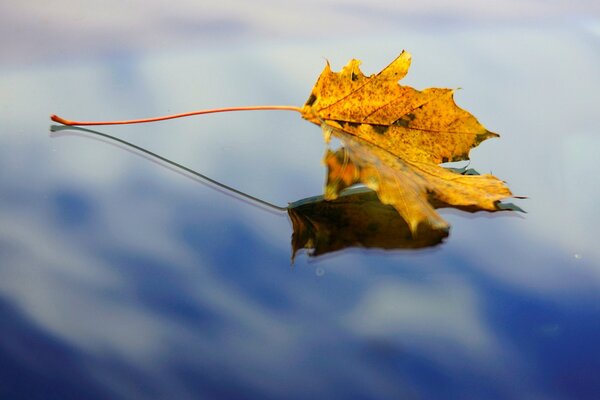 Maple leaf on the water surface