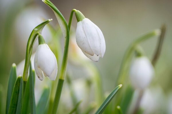 Weiße Schneeglöckchen im Frühling auf verschwommenem Hintergrund