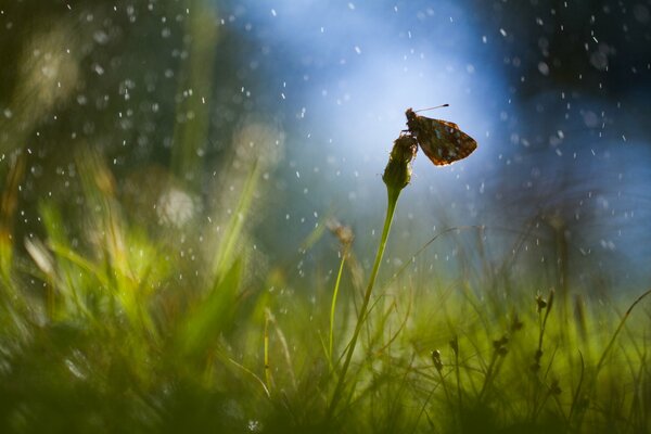 Butterfly on a dandelion with rain highlights in the grass