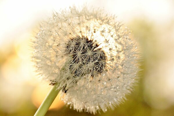 Dandelion with dew drops