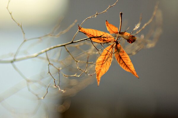 A branch with leaves on a blurry background