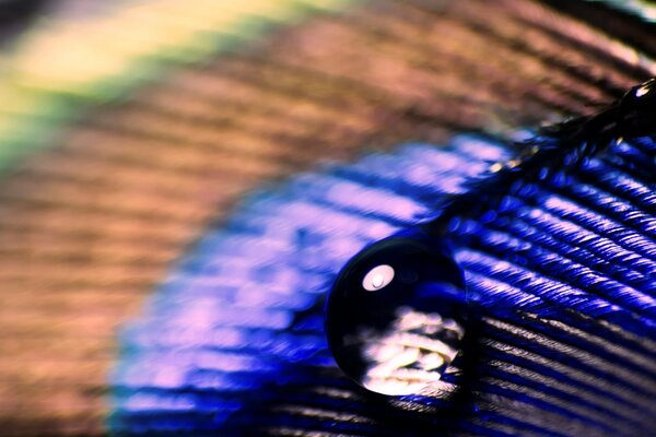 Foto macro de la pluma del pavo real con una gota de agua