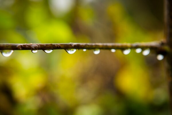 Gotas de rocío en una rama