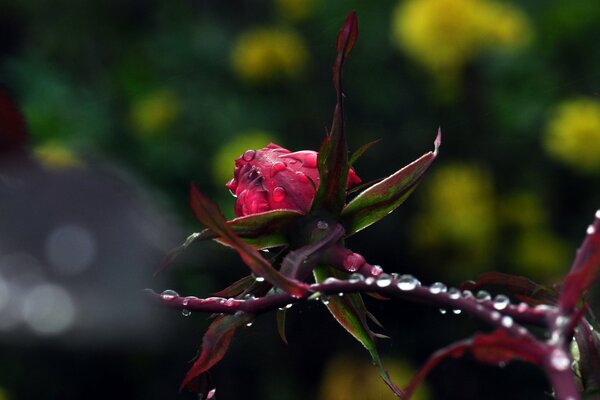 Morning dew on a beautiful rose