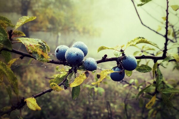 Blueberry berries on bushes covered with dew