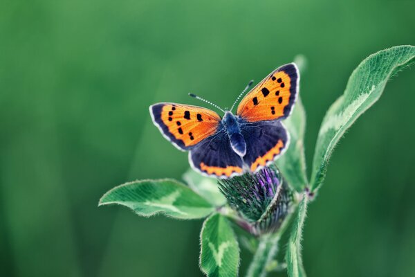 An amazing butterfly landed on a flower