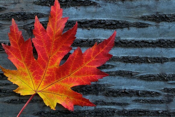 Foglia d acero rosso su sfondo di albero