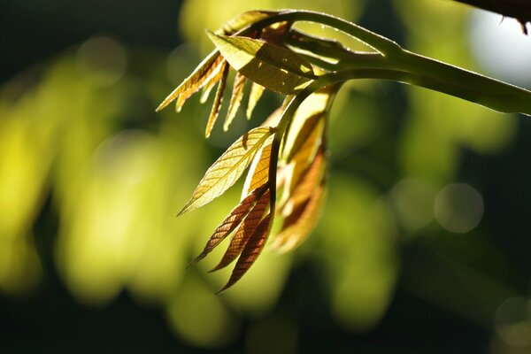 Belle branche sur fond flou