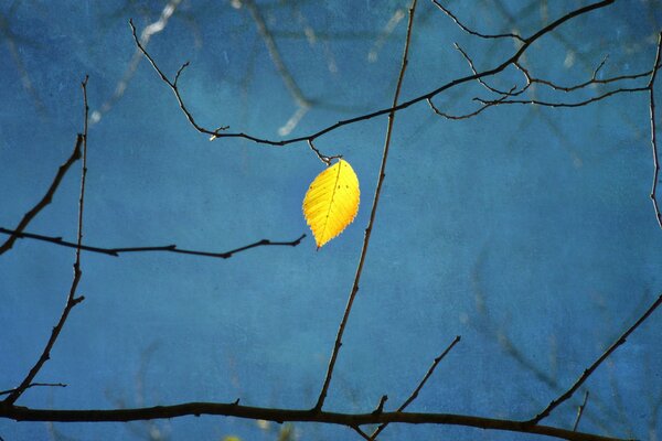 Ein Jahr Baum mit einem einzigen Blatt. Zweige eines Baumes auf blauem Hintergrund. Gelb und blau auf dem Foto