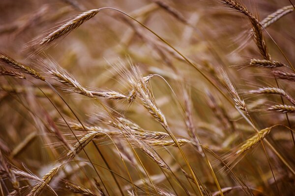 Campo con espigas de trigo cerca