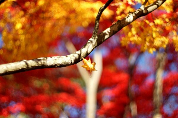 Bokeh branch with colorful leaves