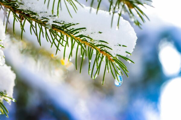 Alrededor de la nieve y de la rama de abeto cae una gota