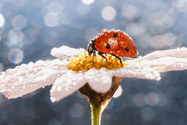 Coccinella sulla margherita