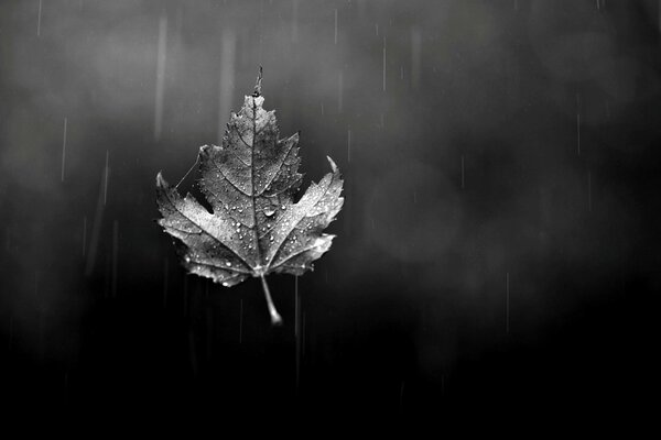 Hoja de arce de otoño sobre fondo negro