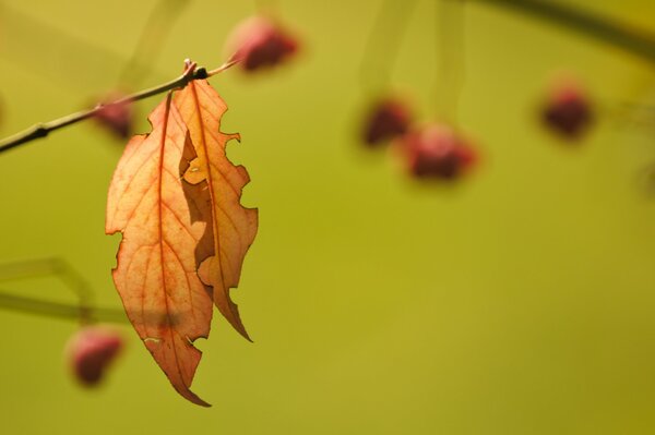 The withering of nature in autumn