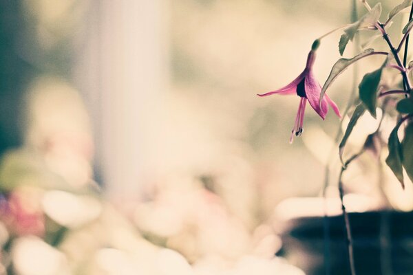 Macro shooting of a flower on a blurry background