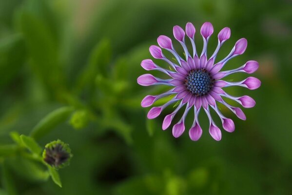 Pflanze auf grünem Hintergrund in Afrika osteospurmum