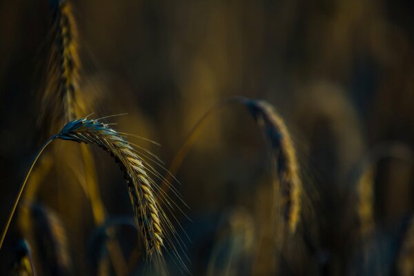 Spighe di grano alla luce del tramonto