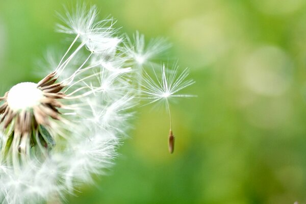 Full-screen background with dandelion green