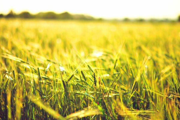 Die Schönheit eines Weizenfeldes an einem Sommertag