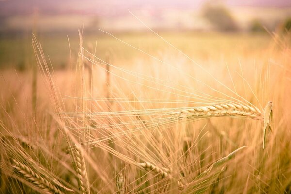 Wheat ears on the field in the sun