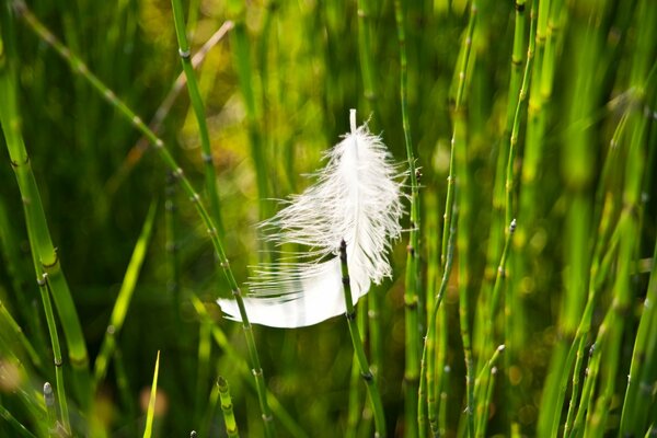 Macro photo of a feather in the grass