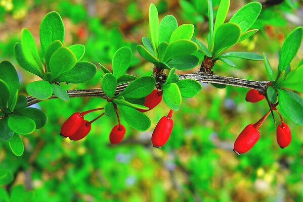 A sprig of dogwood with berries