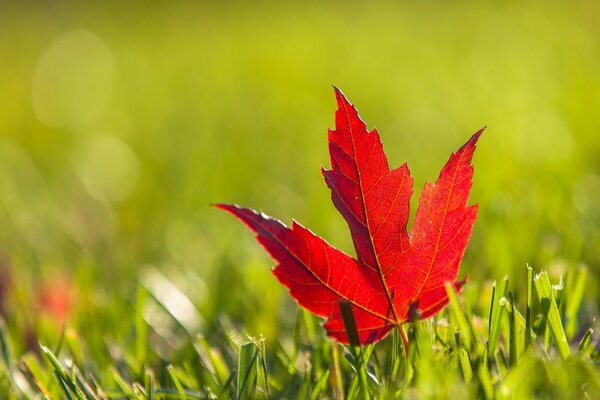 An autumn leaf flew into a green clearing