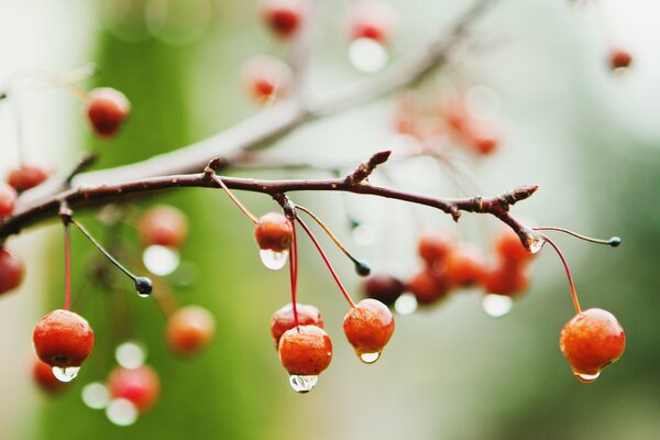 Regentropfen auf einem Ast mit Orangenbeeren