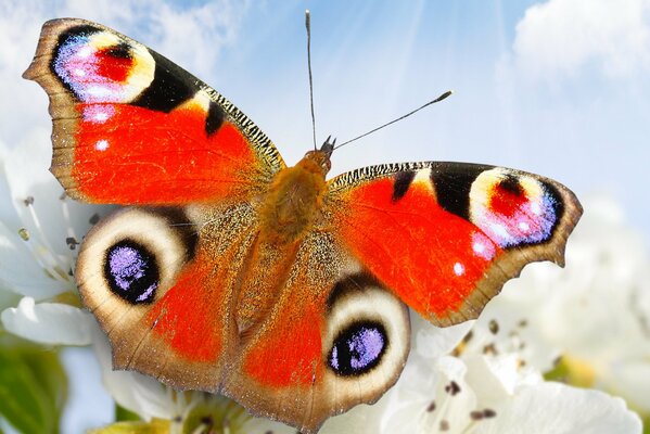 Ein Schmetterling schaut in den Himmel