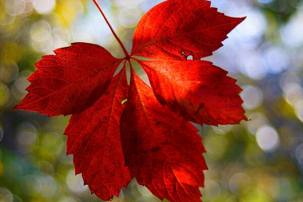 Rotes Herbstahornblatt