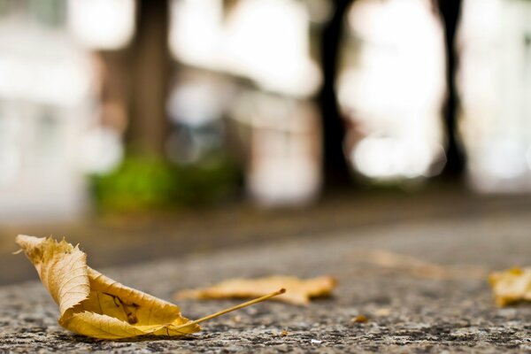 Autumn leaves on gray asphalt