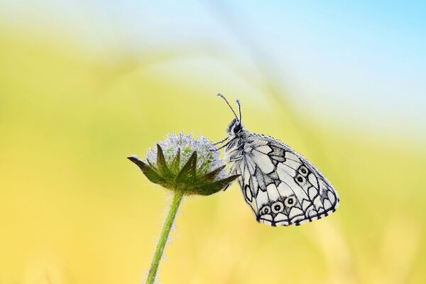 Una mariposa se sienta en una flor