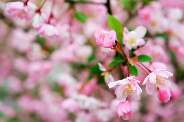 Fiori di mela Macro primaverili