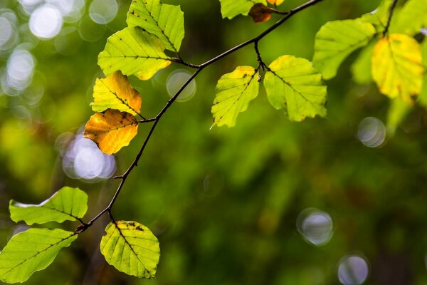 A branch with yellow leaves on a tree