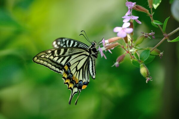 Schöner Schmetterling sitzt auf rosa Blüten