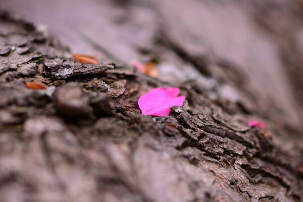 Pétalo rosa en la corteza de un árbol