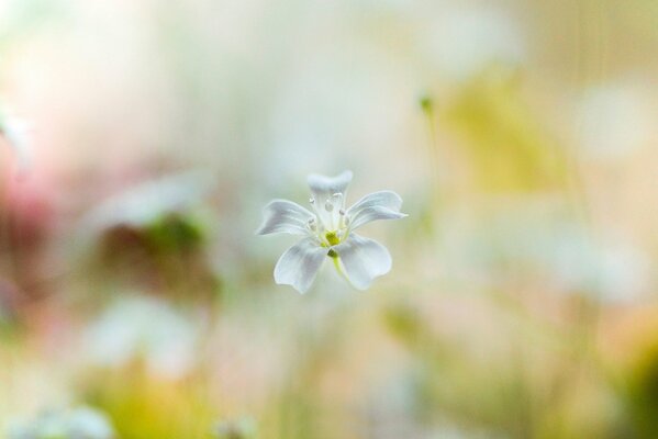 Fleur blanche et fond flou