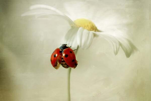 Coccinelle assise sur une Marguerite