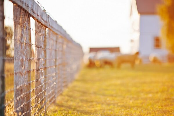 Sunny day at the house with a fence