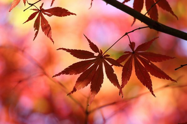 Hoja de otoño sobre fondo borroso rojo