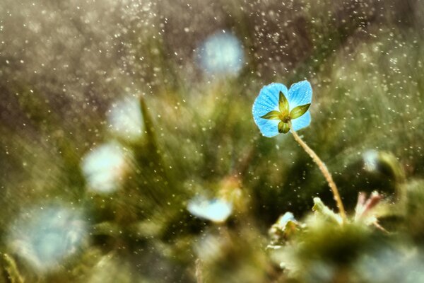 Fleur de gros plan bleu sur l herbe sous les gouttes de pluie